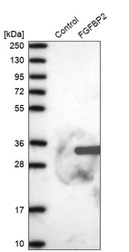 Western blot analysis in control (vector only transfected HEK293T lysate) and FGFBP2 over-expression lysate (Co-expressed with a C-terminal myc-DDK tag (~3.1 kDa) in mammalian HEK293T cells, LY410396).