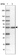 Anti-FAM149B1 Antibody