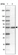 Anti-FAM149B1 Antibody