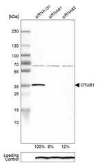 Western blot analysis in MCF-7 cells transfected with control siRNA, target specific siRNA probe #1 and #2, using Anti-OTUB1 antibody. Remaining relative intensity is presented. Loading control: Anti-PPIB.