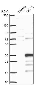 Western blot analysis in control (vector only transfected HEK293T lysate) and TEX35 over-expression lysate (Co-expressed with a C-terminal myc-DDK tag (~3.1 kDa) in mammalian HEK293T cells, LY410319).
