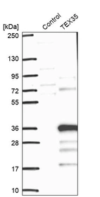 Western blot analysis in control (vector only transfected HEK293T lysate) and TEX35 over-expression lysate (Co-expressed with a C-terminal myc-DDK tag (~3.1 kDa) in mammalian HEK293T cells, LY410319).