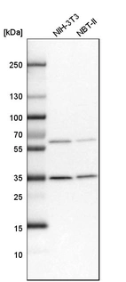 Western blot analysis in mouse cell line NIH-3T3 and rat cell line NBT-II.