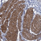Anti-ESYT3 Antibody
