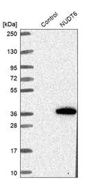 Western blot analysis in control (vector only transfected HEK293T lysate) and NUDT6 over-expression lysate (Co-expressed with a C-terminal myc-DDK tag (~3.1 kDa) in mammalian HEK293T cells, LY402086).
