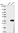 Anti-NUDT6 Antibody