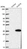 Anti-NUDT6 Antibody