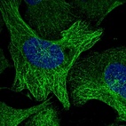 Immunofluorescent staining of human cell line U-2 OS shows localization to microtubules.