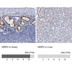 Anti-NRIP2 Antibody