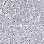 Anti-NRIP2 Antibody