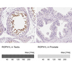 Anti-ROPN1L Antibody