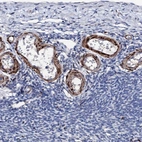 Immunohistochemical staining of human ovary shows high expression.