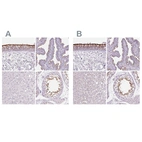 Immunohistochemical staining of human bronchus, fallopian tube, liver and testis using Anti-ROPN1L antibody HPA039193 (A) shows similar protein distribution across tissues to independent antibody HPA041830 (B).