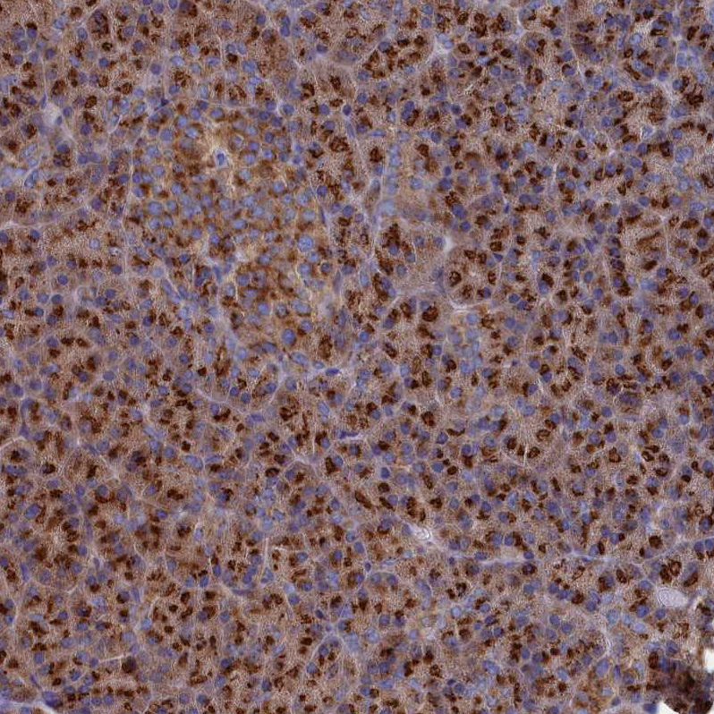 Anti-PRRC1 Antibody