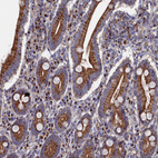 Immunohistochemical staining of human duodenum shows strong cytoplasmic granular positivity in glandular cells.