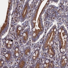 Immunohistochemical staining of human duodenum shows strong cytoplasmic granular positivity in glandular cells.