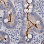 Immunohistochemical staining of human duodenum using Anti-ACY3 antibody HPA039219.