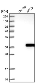 Western blot analysis in control (vector only transfected HEK293T lysate) and ACY3 over-expression lysate (Co-expressed with a C-terminal myc-DDK tag (~3.1 kDa) in mammalian HEK293T cells, LY408962).