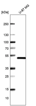 Western blot analysis in human cell line U-87 MG.