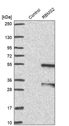 Western blot analysis in control (vector only transfected HEK293T lysate) and RBMS2 over-expression lysate (Co-expressed with a C-terminal myc-DDK tag (~3.1 kDa) in mammalian HEK293T cells, LY419043).