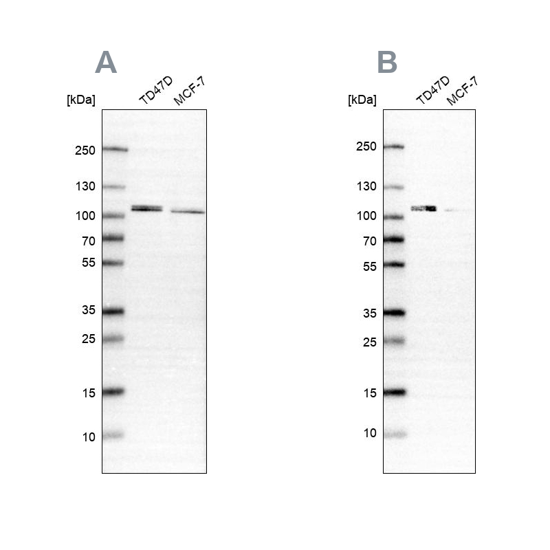 Anti-OSBP Antibody