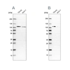 Anti-OSBP Antibody