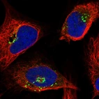 Immunofluorescent staining of human cell line U-2 OS shows localization to the Golgi apparatus.