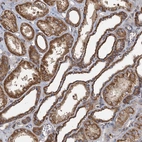 Immunohistochemical staining of human kidney shows moderate cytoplasmic-granular positivity in cells in tubules.