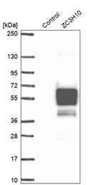 Western blot analysis in control (vector only transfected HEK293T lysate) and ZC3H10 over-expression lysate (Co-expressed with a C-terminal myc-DDK tag (~3.1 kDa) in mammalian HEK293T cells, LY409925).