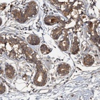 Anti-HAPLN3 Antibody