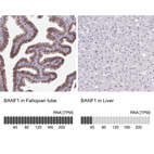 Immunohistochemistry analysis in human fallopian tube and liver tissues using HPA039242 antibody. Corresponding BANF1 RNA-seq data are presented for the same tissues.