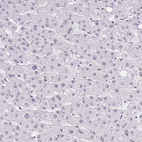 Anti-BANF1 Antibody