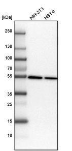 Western blot analysis in mouse cell line NIH-3T3 and rat cell line NBT-II.