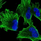 Immunofluorescent staining of human cell line U-251 MG shows localization to microtubules.