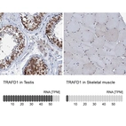 Anti-TRAFD1 Antibody