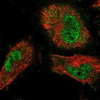 Immunofluorescent staining of human cell line U-251 MG shows localization to nucleoplasm & cytosol.