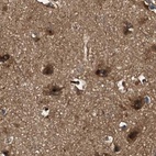 Immunohistochemical staining of human cerebral cortex using Anti-PEX5 antibody HPA039259.
