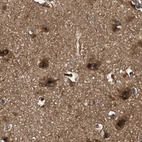 Immunohistochemical staining of human cerebral cortex using Anti-PEX5 antibody HPA039259.