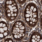 Immunohistochemical staining of human colon using Anti-PEX5 antibody HPA039259.