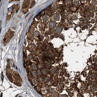 Immunohistochemical staining of human testis using Anti-PEX5 antibody HPA039259.