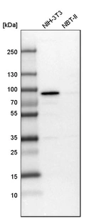 Western blot analysis in mouse cell line NIH-3T3 and rat cell line NBT-II.