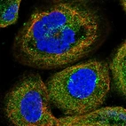 Immunofluorescent staining of human cell line A-431 shows localization to cytosol & the Golgi apparatus.