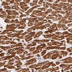 Anti-MYL2 Antibody