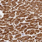 Anti-MYL2 Antibody