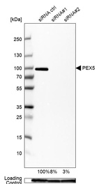 Anti-PEX5 Antibody