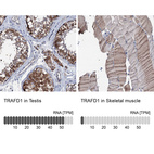 Anti-TRAFD1 Antibody