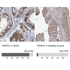 Anti-TRAFD1 Antibody