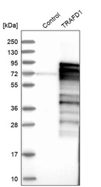 Western blot analysis in control (vector only transfected HEK293T lysate) and TRAFD1 over-expression lysate (Co-expressed with a C-terminal myc-DDK tag (~3.1 kDa) in mammalian HEK293T cells, LY402005).