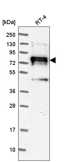 Anti-NEDD9 Antibody