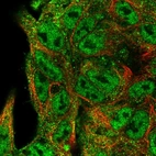 Immunofluorescent staining of human cell line Hep G2 shows localization to nucleoplasm & cytosol.